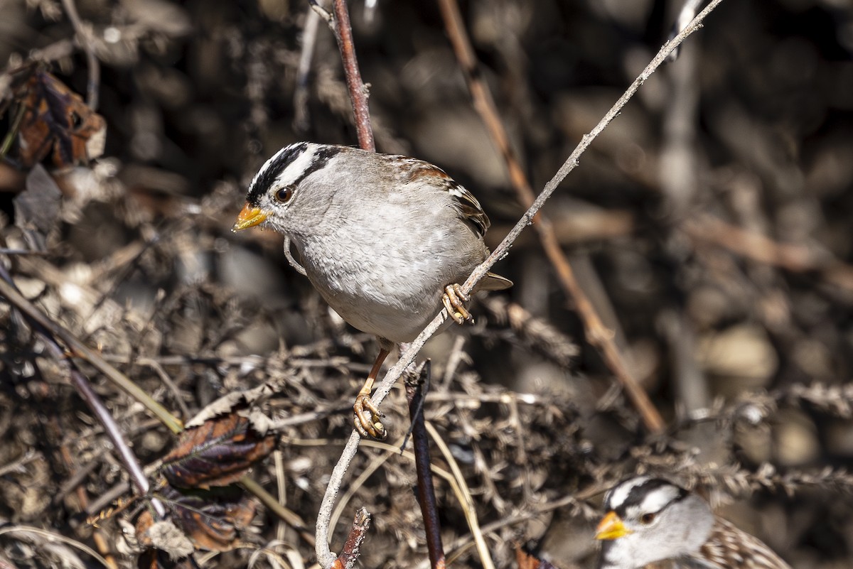 White-crowned Sparrow - ML616134531