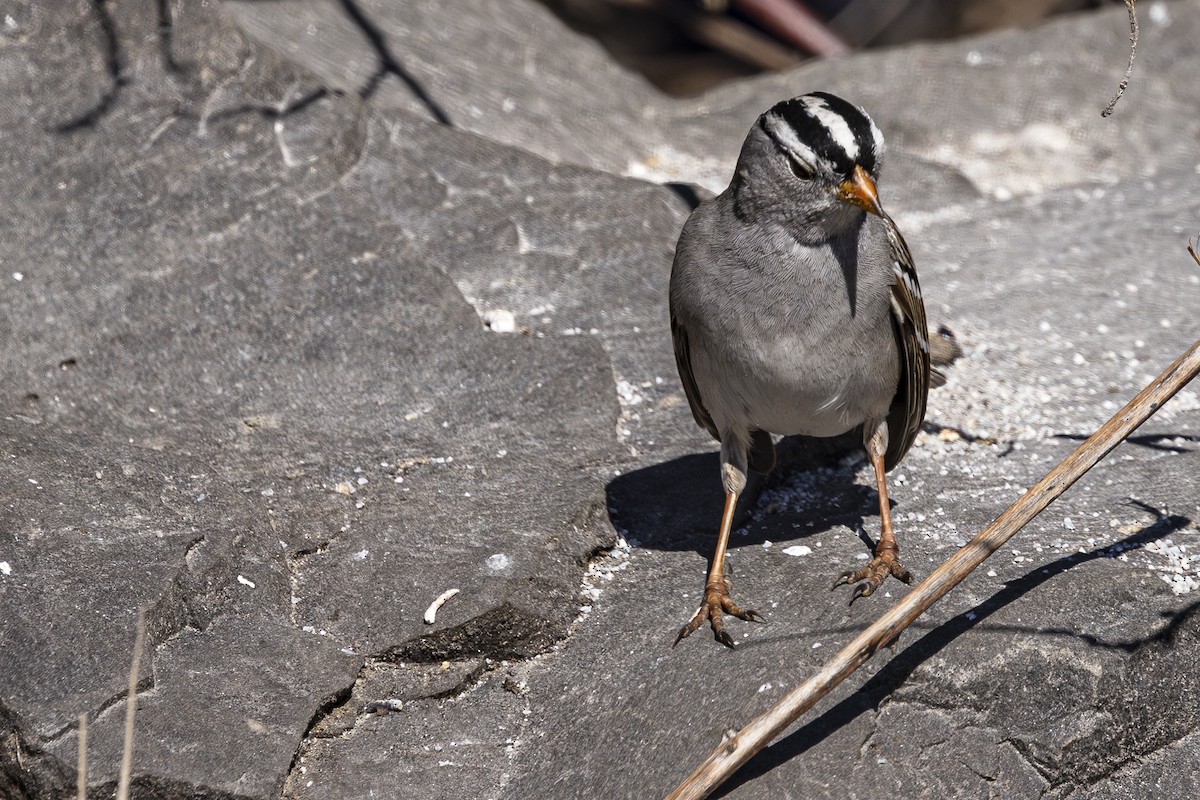 White-crowned Sparrow - ML616134533