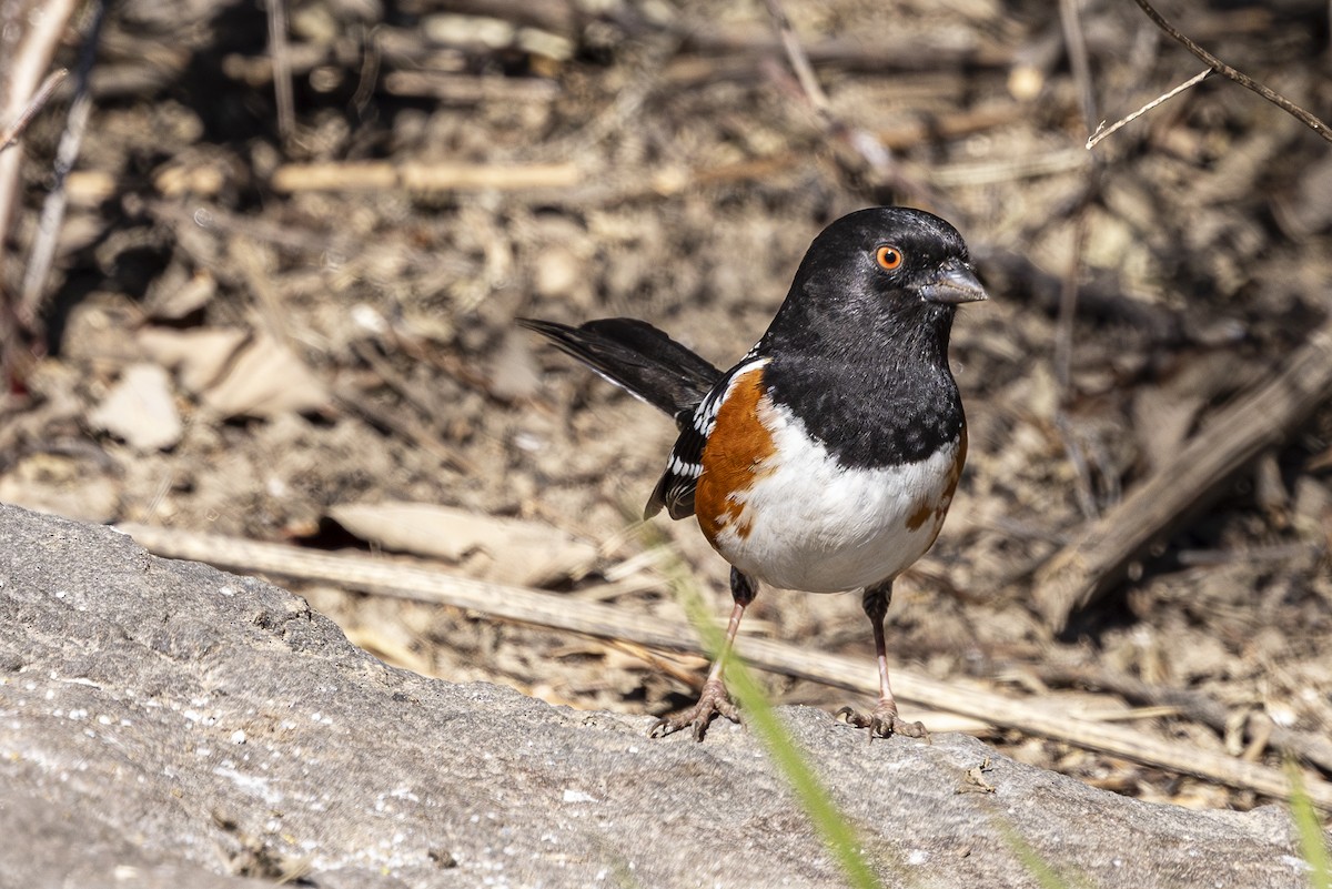 Spotted Towhee - ML616134581