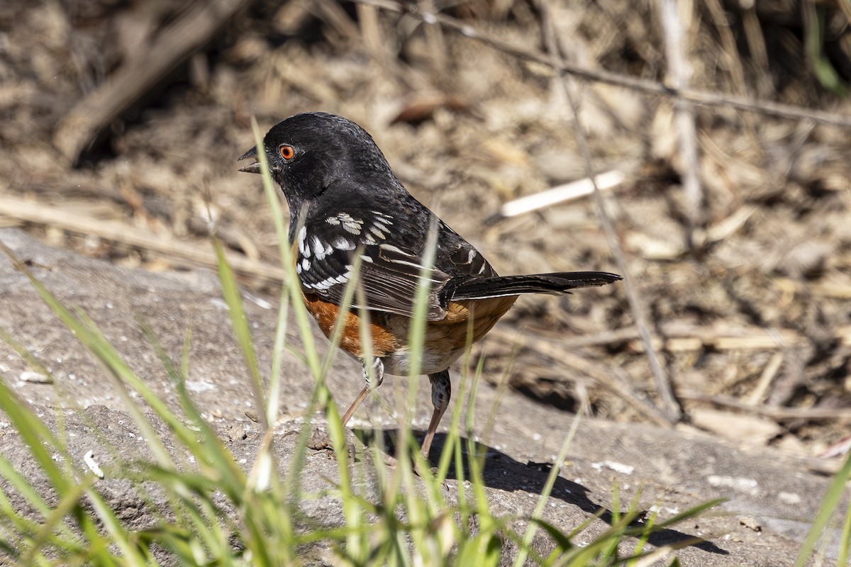 Spotted Towhee - ML616134582