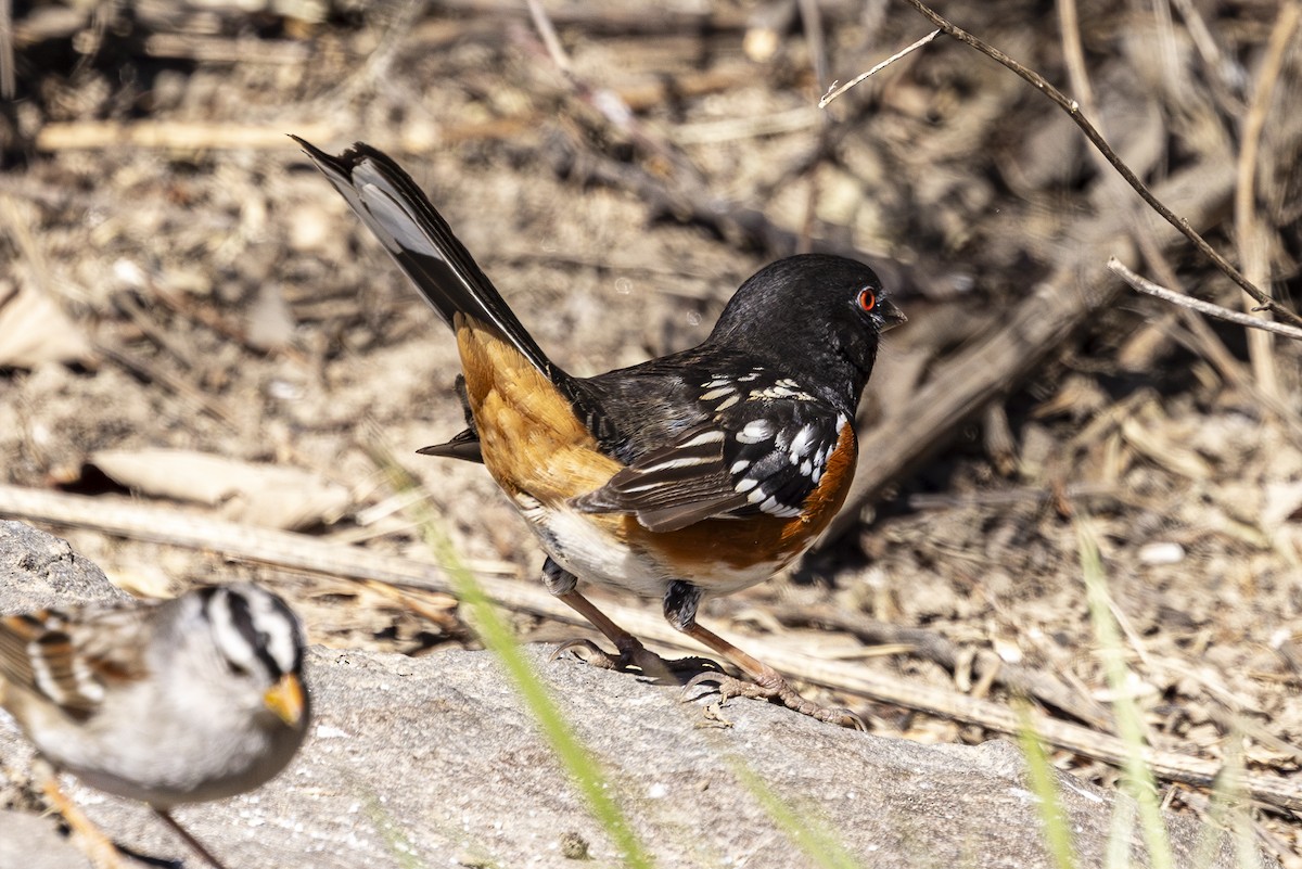 Spotted Towhee - ML616134583