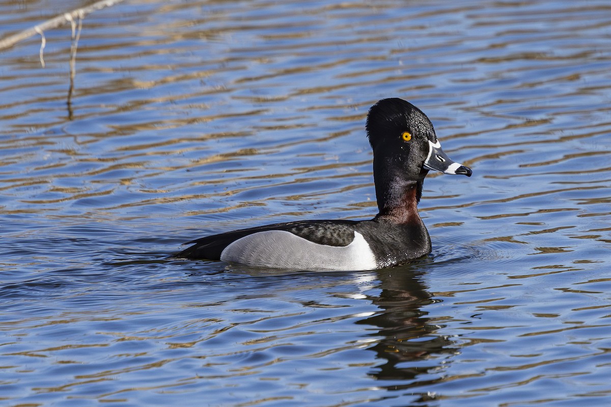 Ring-necked Duck - ML616134624