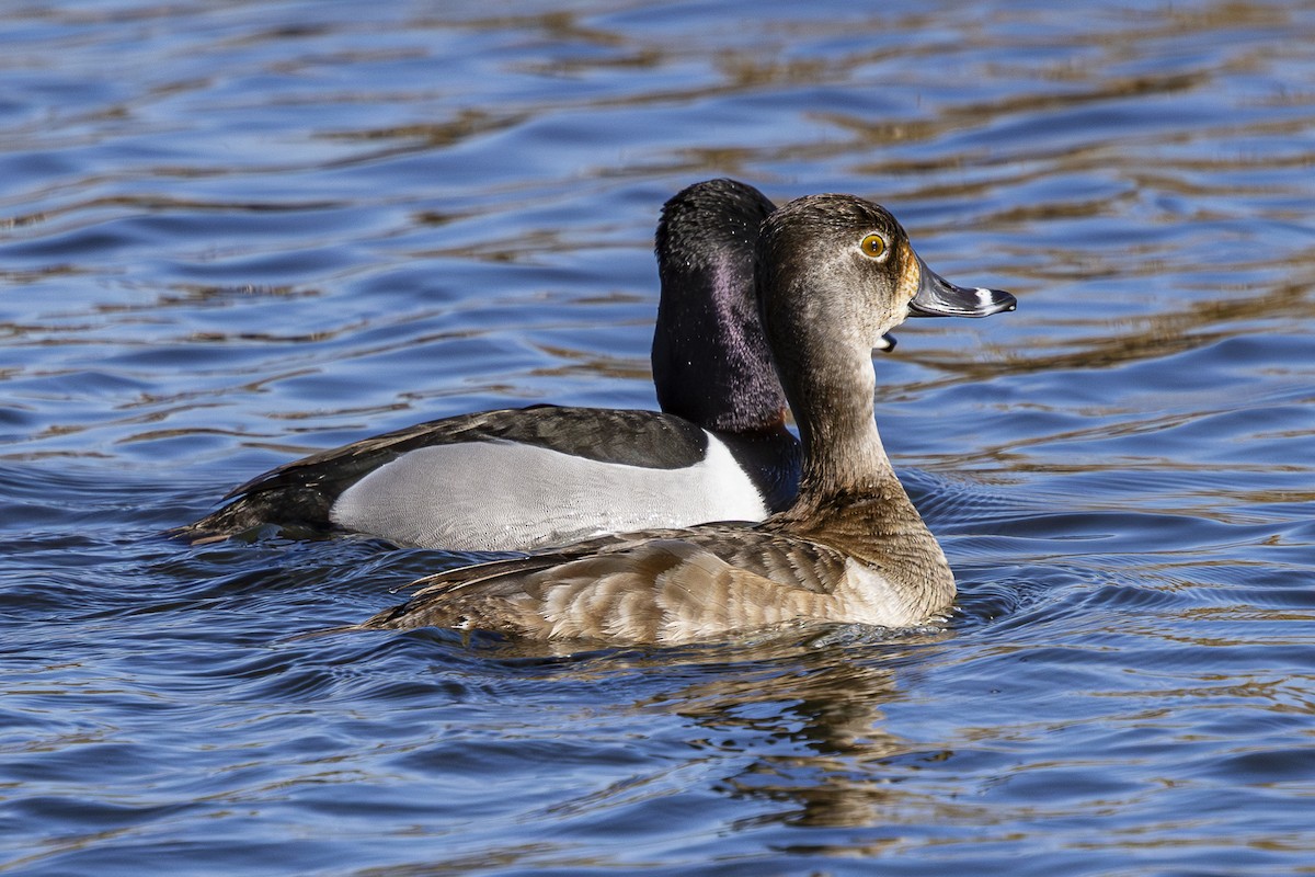 Ring-necked Duck - ML616134628