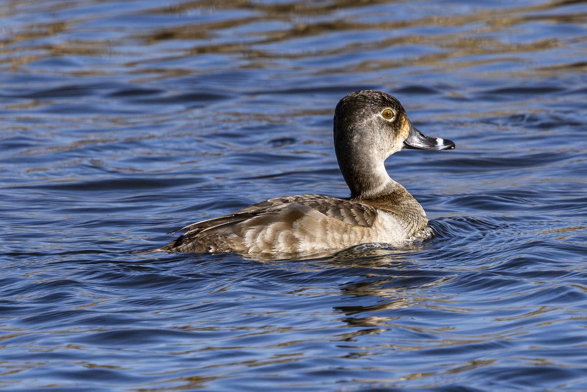 Ring-necked Duck - ML616134629