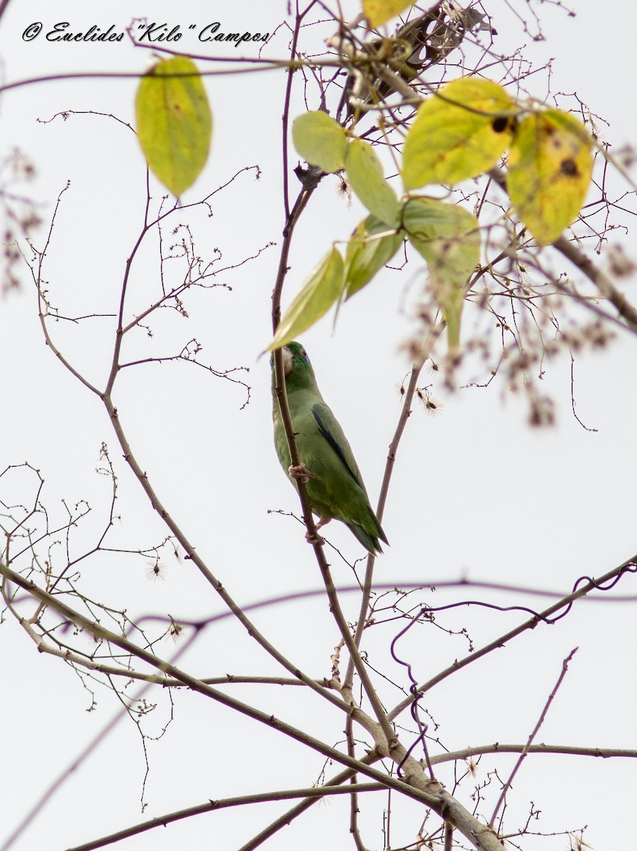 Spectacled Parrotlet - ML616134737