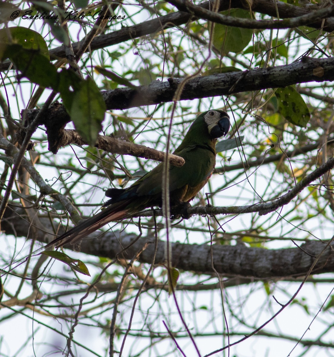 Chestnut-fronted Macaw - ML616134802
