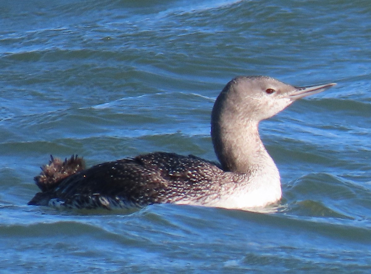 Red-throated Loon - ML616134810