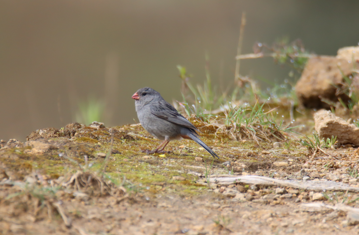 Plain-colored Seedeater - ML616134820