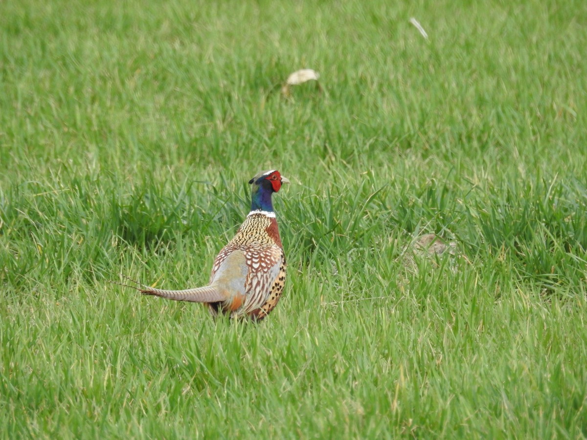 Ring-necked Pheasant - ML616134985