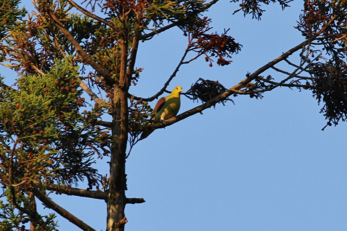 White-bellied Green-Pigeon - ML616134997