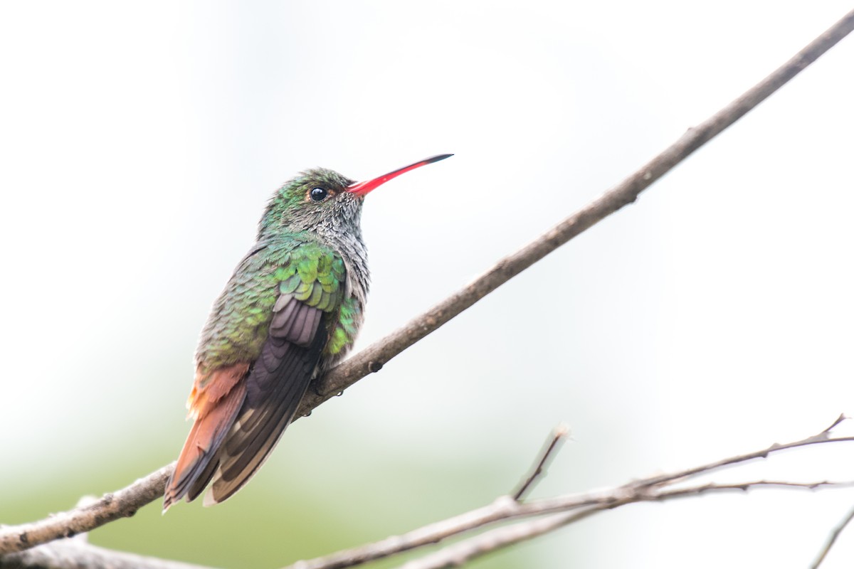 Rufous-tailed Hummingbird - ML616135081