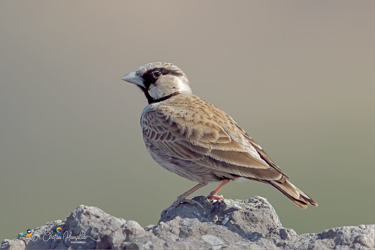 Ashy-crowned Sparrow-Lark - Dr Chetan Hansalia