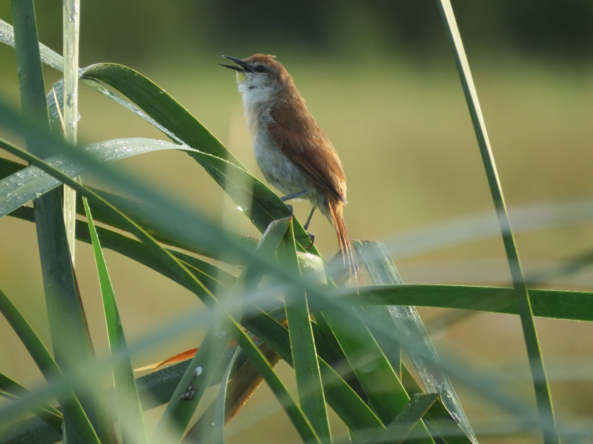 Yellow-chinned Spinetail - ML616135371