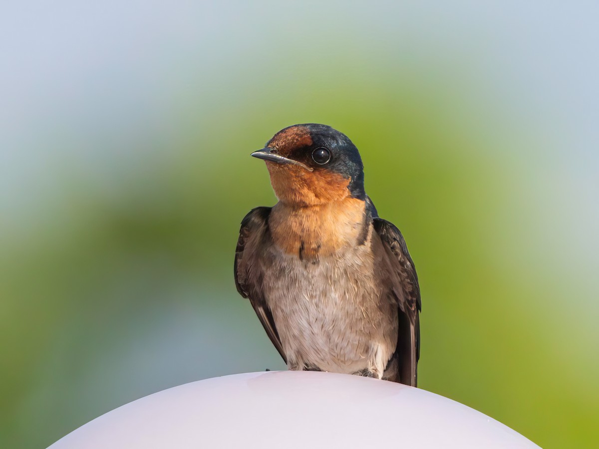 Pacific Swallow - ML616135397