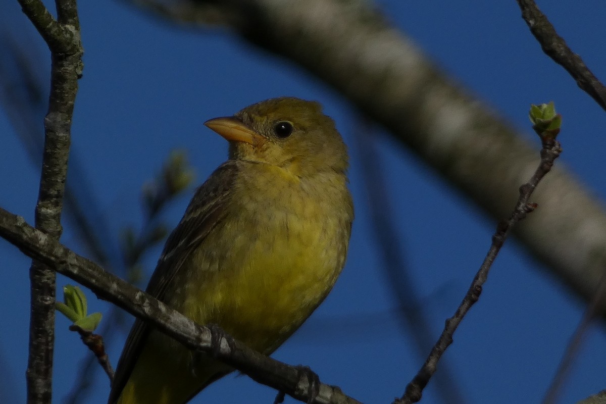 Western Tanager - ML616135402
