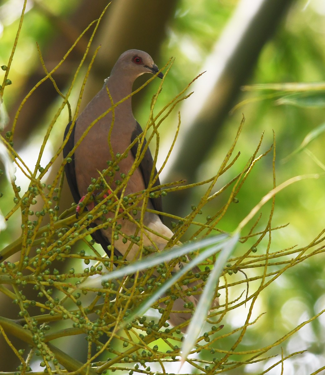 Ring-tailed Pigeon - ML616135404