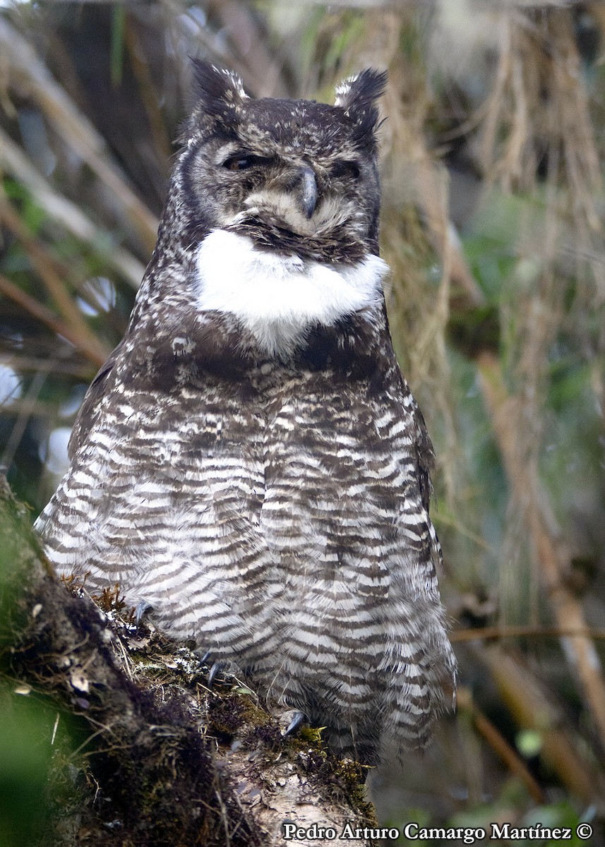 Great Horned Owl - ML616135437