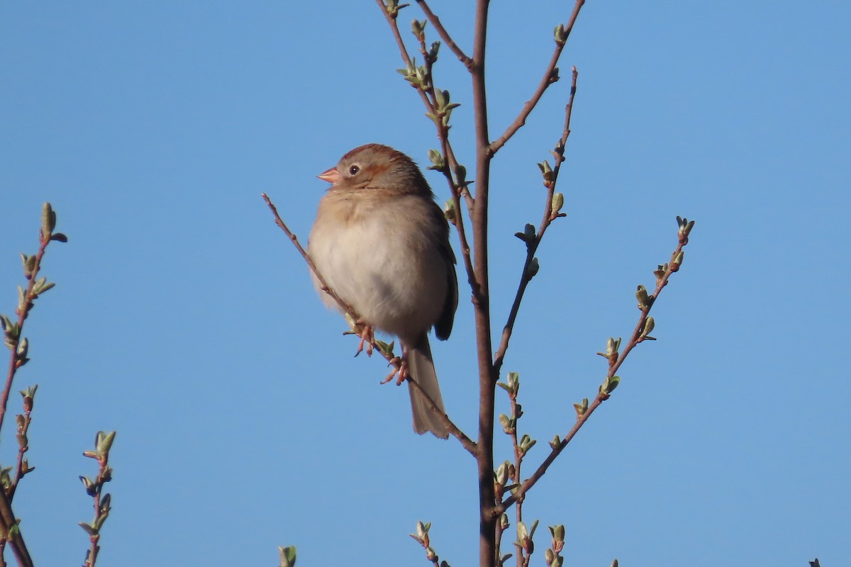 Field Sparrow - ML616135516