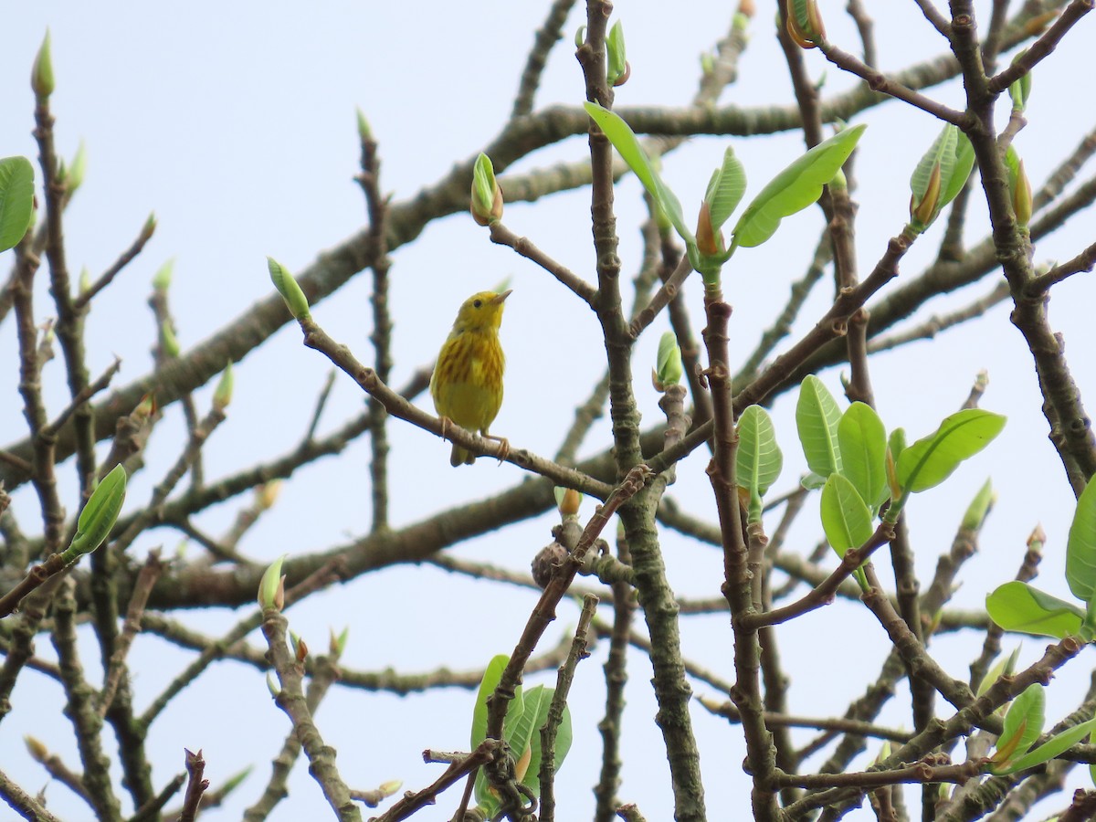 Yellow Warbler - ML616135519