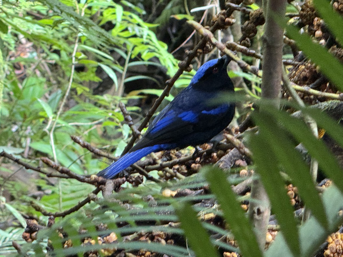 Philippine Fairy-bluebird - ML616135528