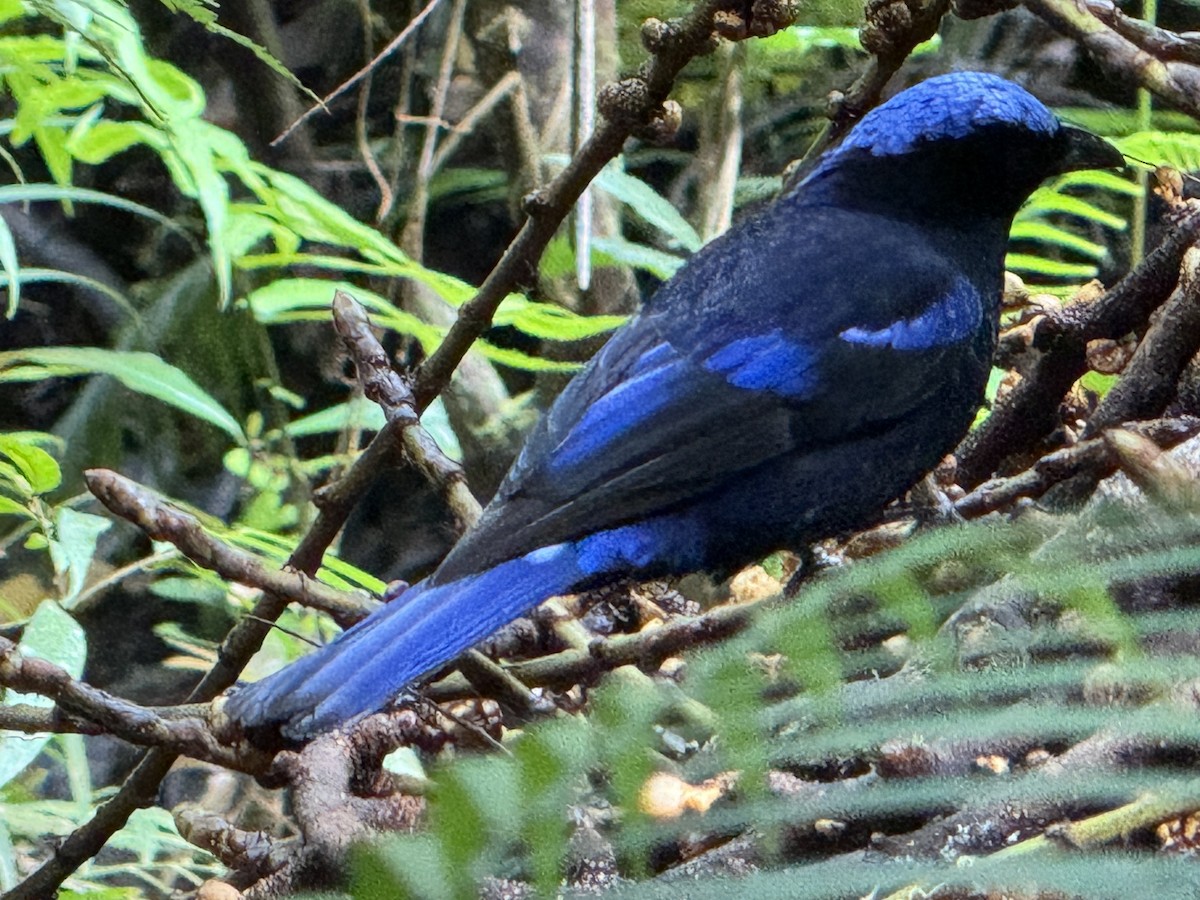 Philippine Fairy-bluebird - Catherine Ledec