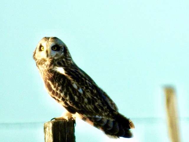 Short-eared Owl - ML616135553