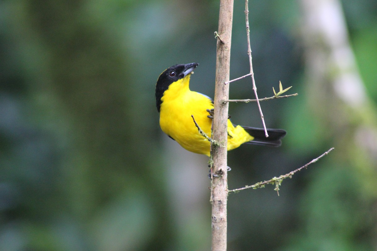 Blue-winged Mountain Tanager (Blue-winged) - ML616135559