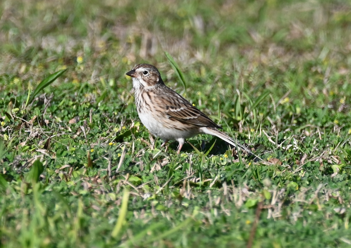 Vesper Sparrow - ML616135581
