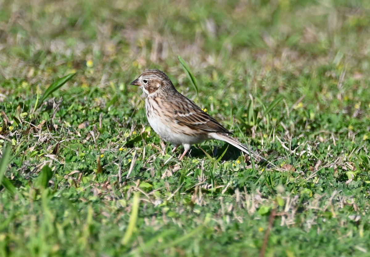 Vesper Sparrow - ML616135582