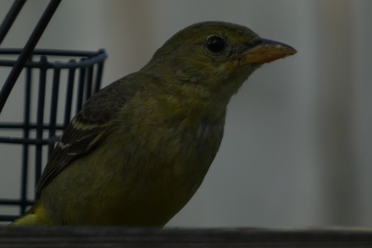 Western Tanager - ML616135591