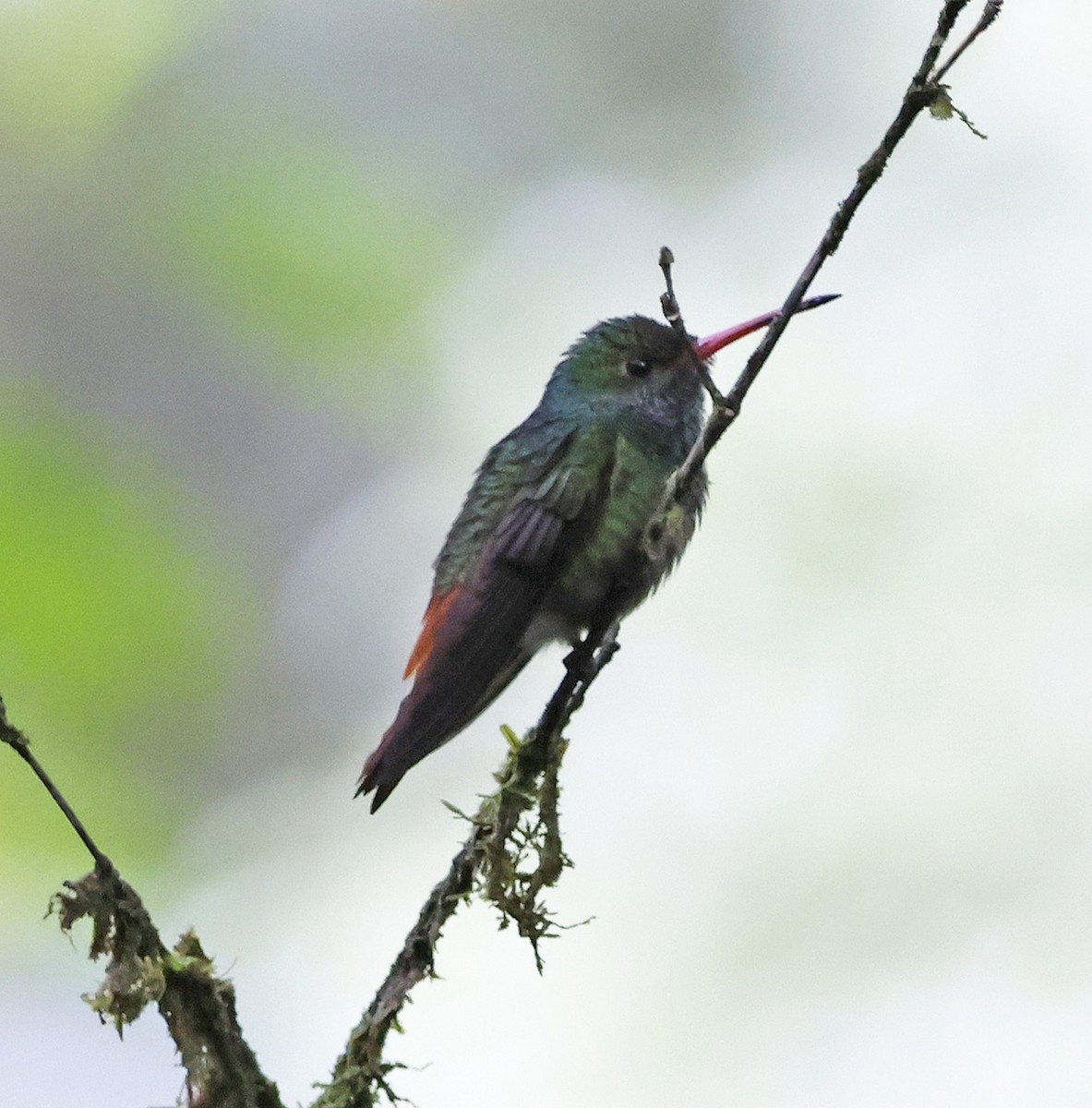 Rufous-tailed Hummingbird - ML616135691