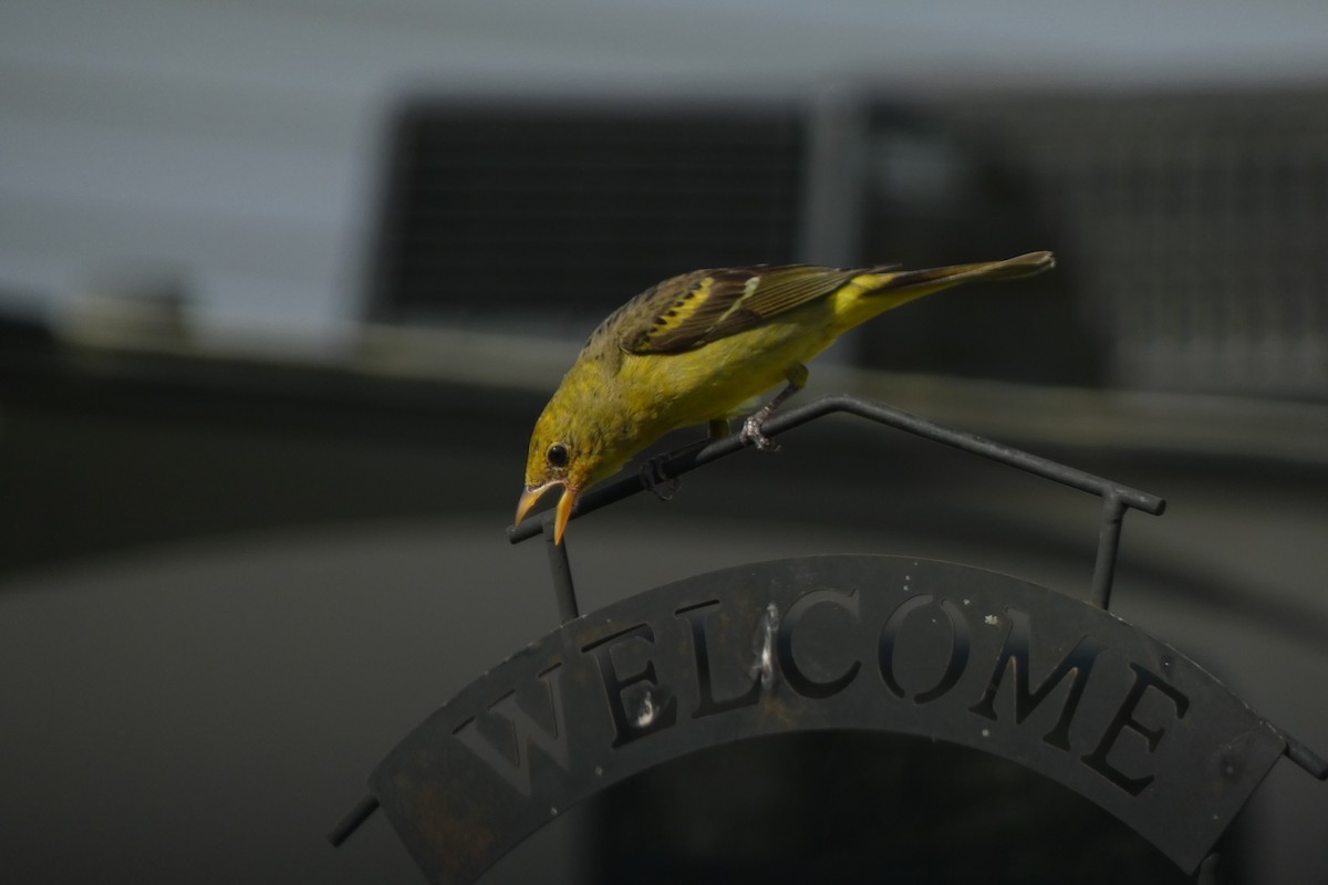 Western Tanager - ML616135727