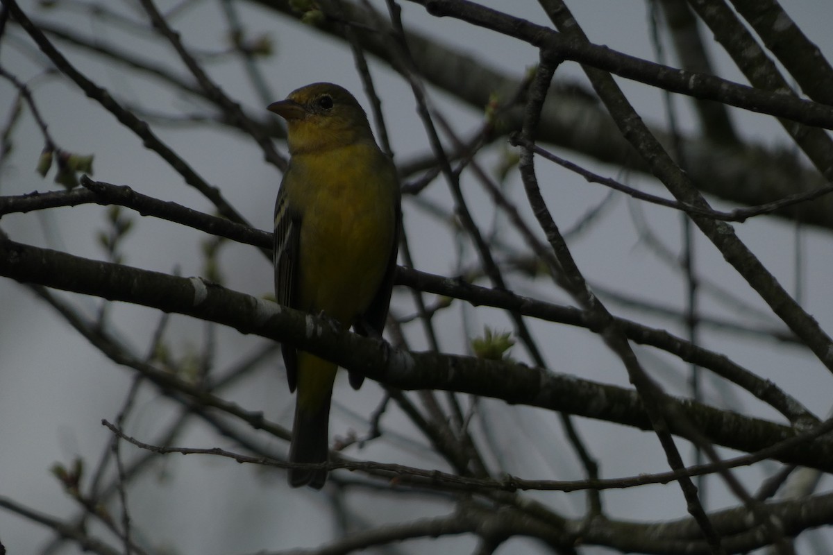 Western Tanager - ML616135825