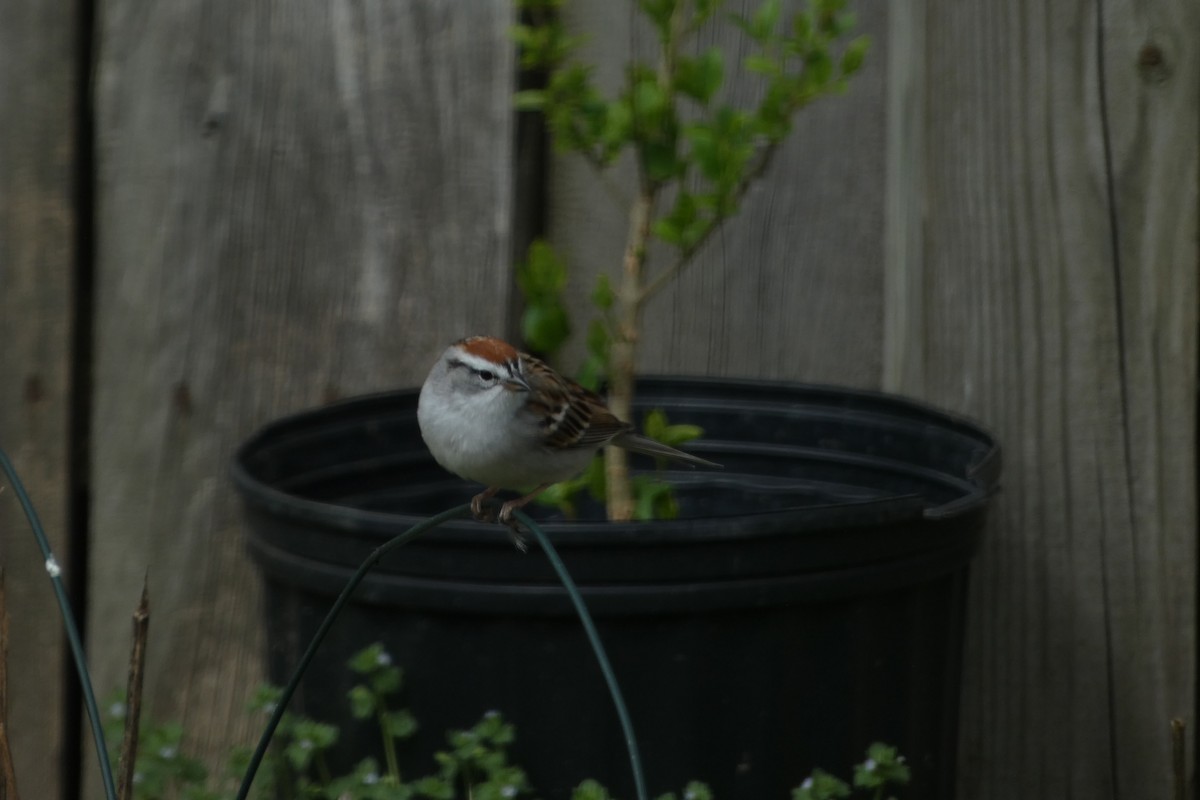 Chipping Sparrow - ML616135849