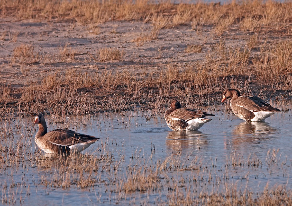 Greater White-fronted Goose - ML616136060