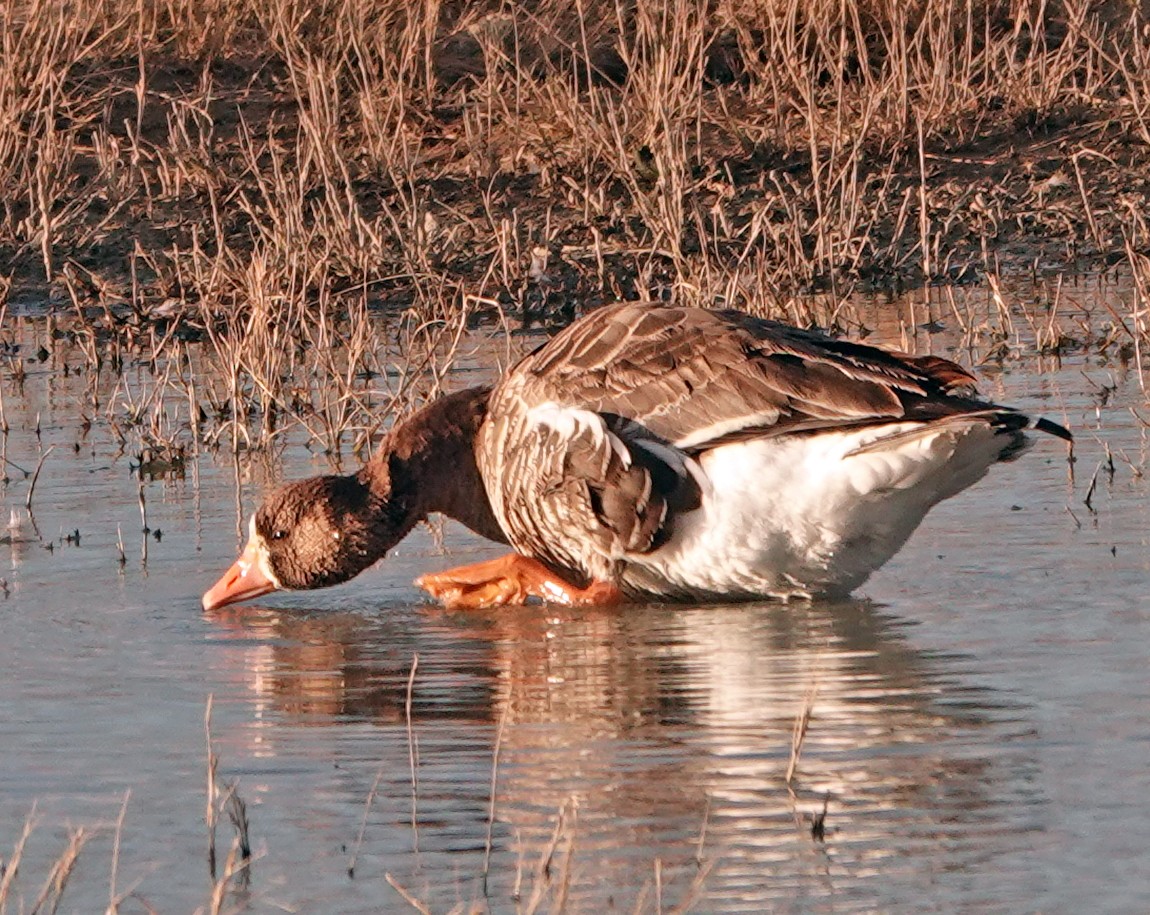 Greater White-fronted Goose - ML616136066