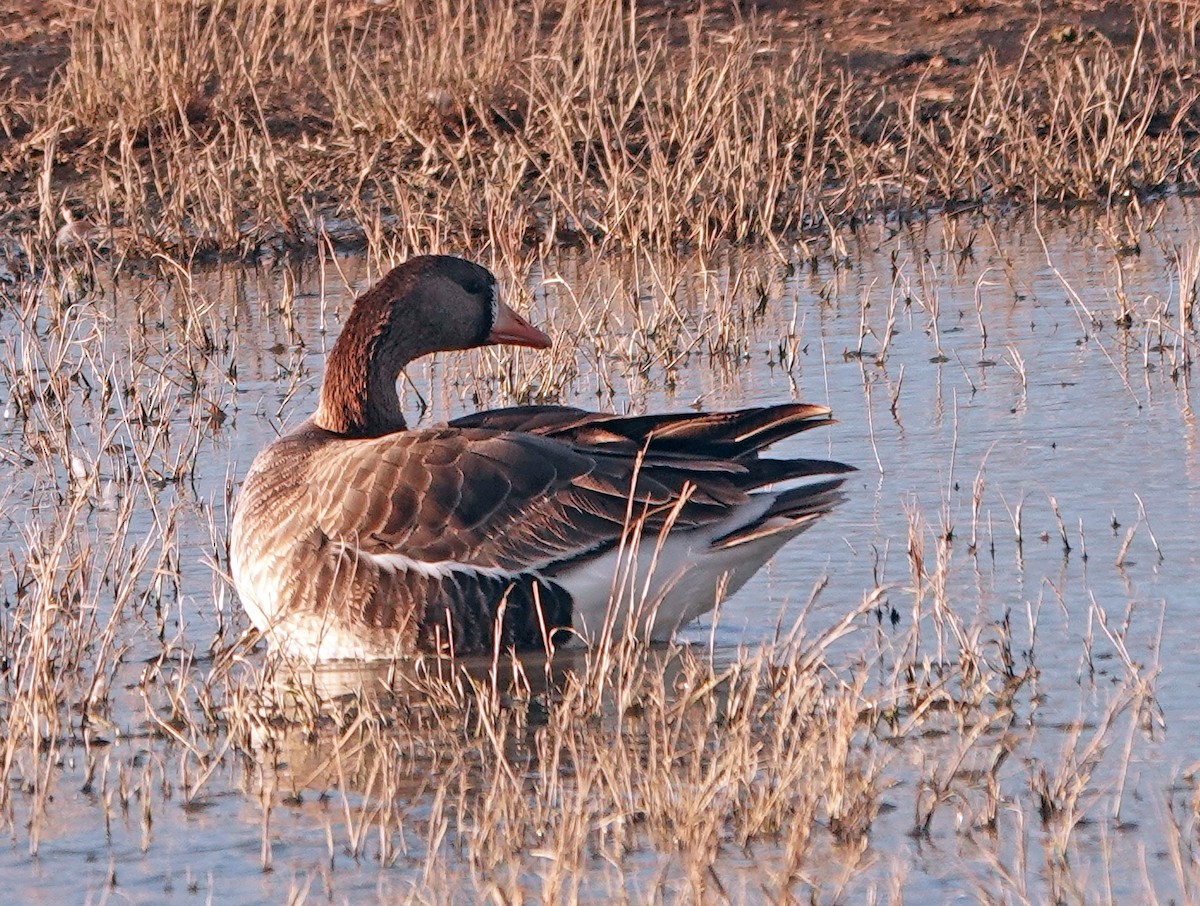 Greater White-fronted Goose - ML616136071
