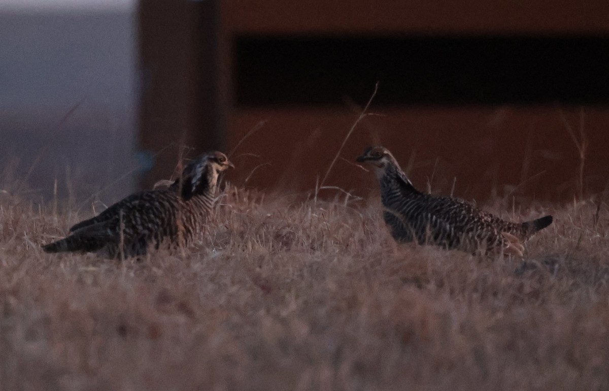 Greater Prairie-Chicken (pinnatus) - ML616136130