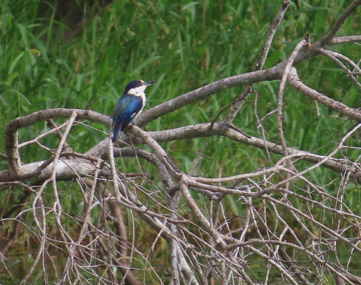 Forest Kingfisher - ML616136203