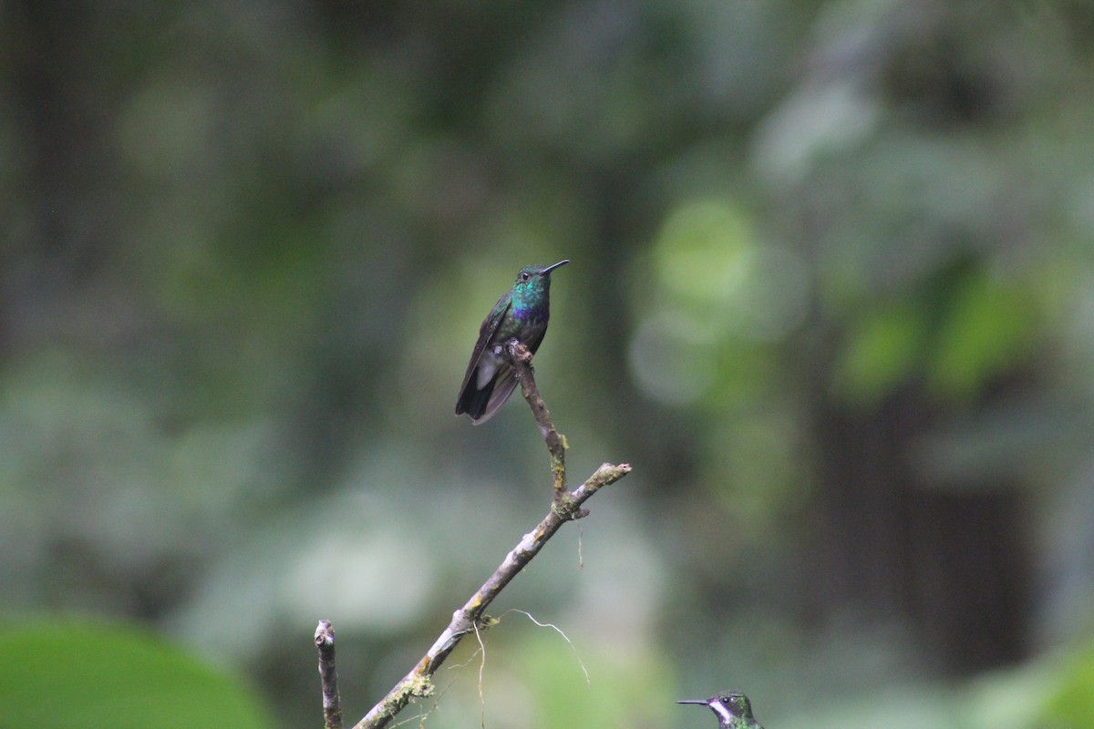 kolibřík západokolumbijský - ML616136295