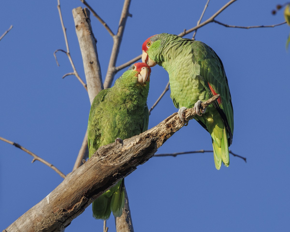 Red-crowned Parrot - ML616136374