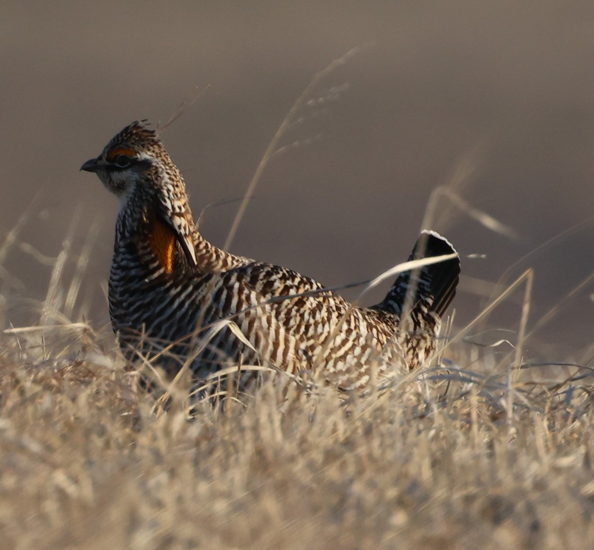 Greater Prairie-Chicken (pinnatus) - ML616136378