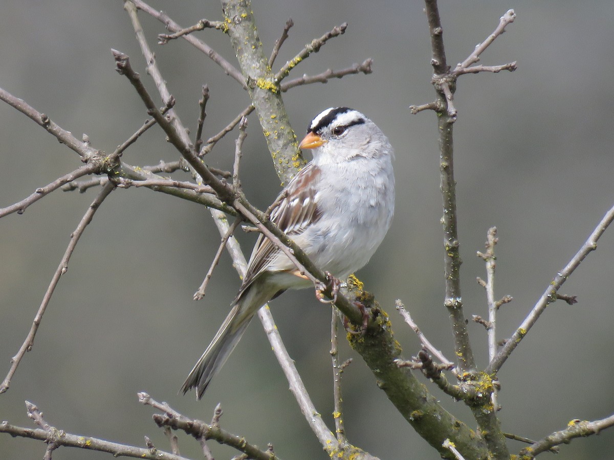 White-crowned Sparrow - ML616136423