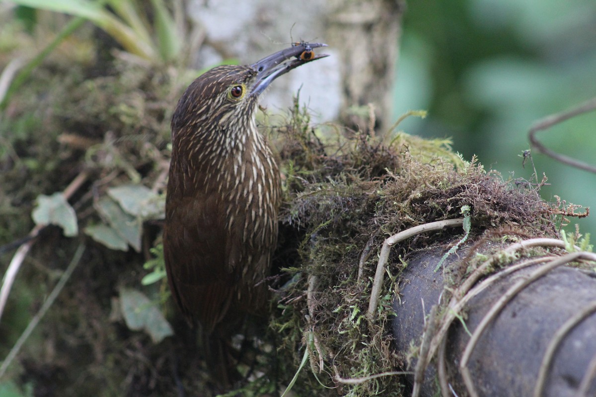 Strong-billed Woodcreeper - ML616136437