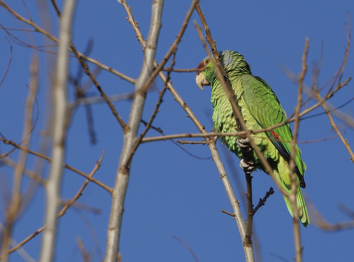 Lilac-crowned Parrot - ML616136440