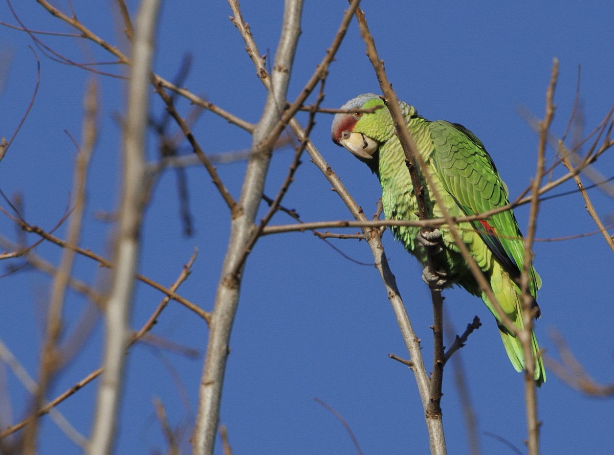 Lilac-crowned Parrot - ML616136441
