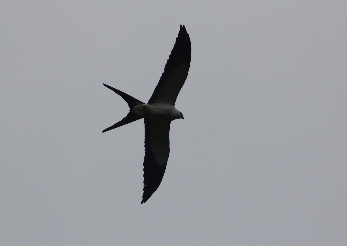 Swallow-tailed Kite - ML616136475