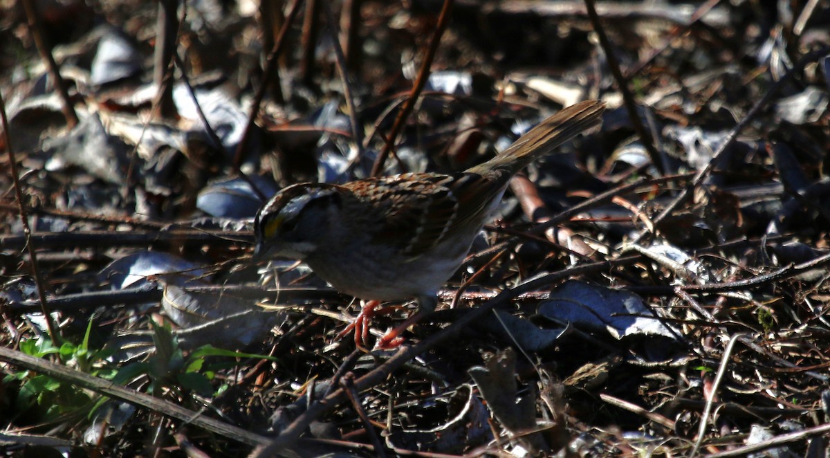 White-throated Sparrow - ML616136529