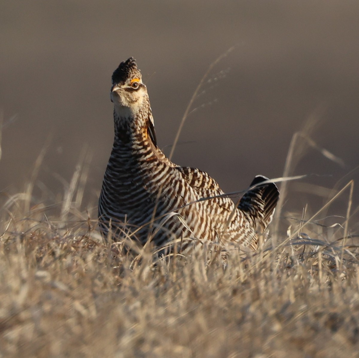 Greater Prairie-Chicken (pinnatus) - ML616136588