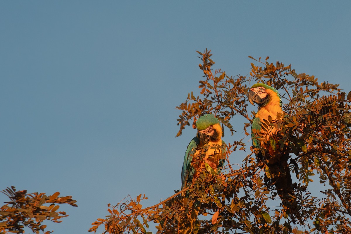 Blue-and-yellow Macaw - ML616136623